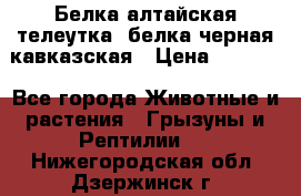 Белка алтайская телеутка, белка черная кавказская › Цена ­ 5 000 - Все города Животные и растения » Грызуны и Рептилии   . Нижегородская обл.,Дзержинск г.